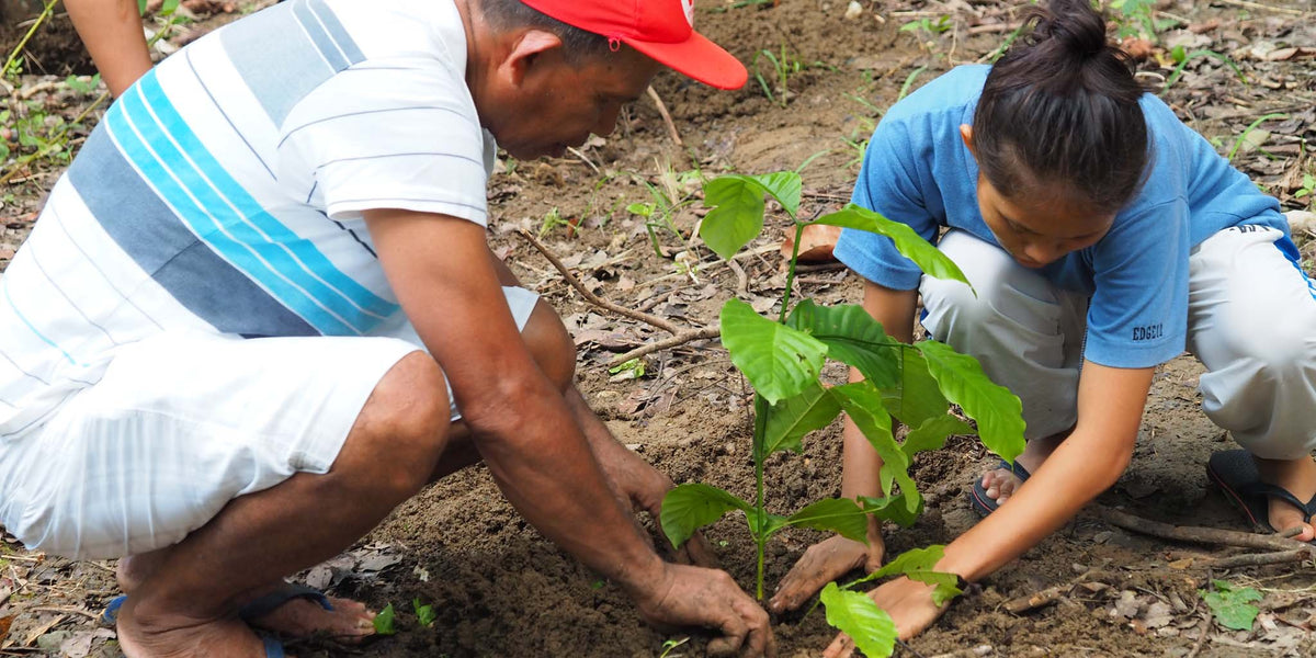 Filipino coffee farmers growing Philippine coffee