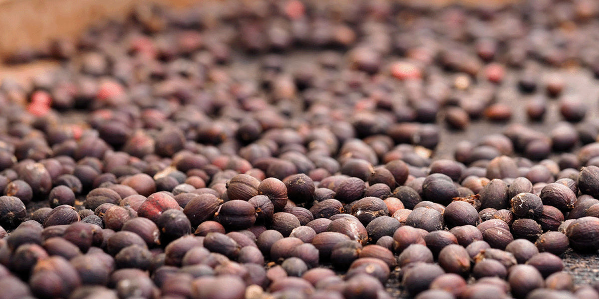 Philippine coffee sourced directly from Filipino farmers