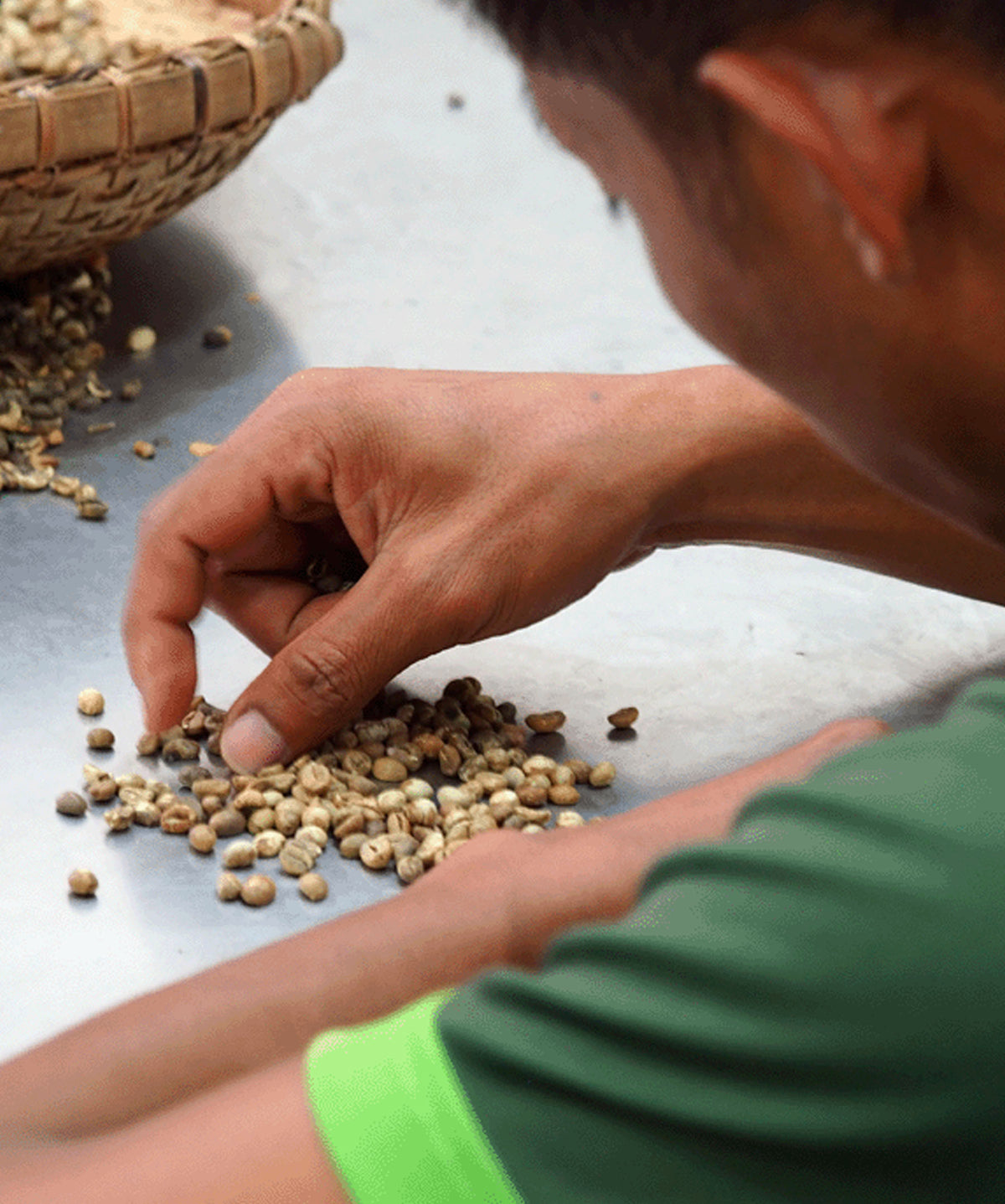 Philippine coffee beans sourced by Brewing Club